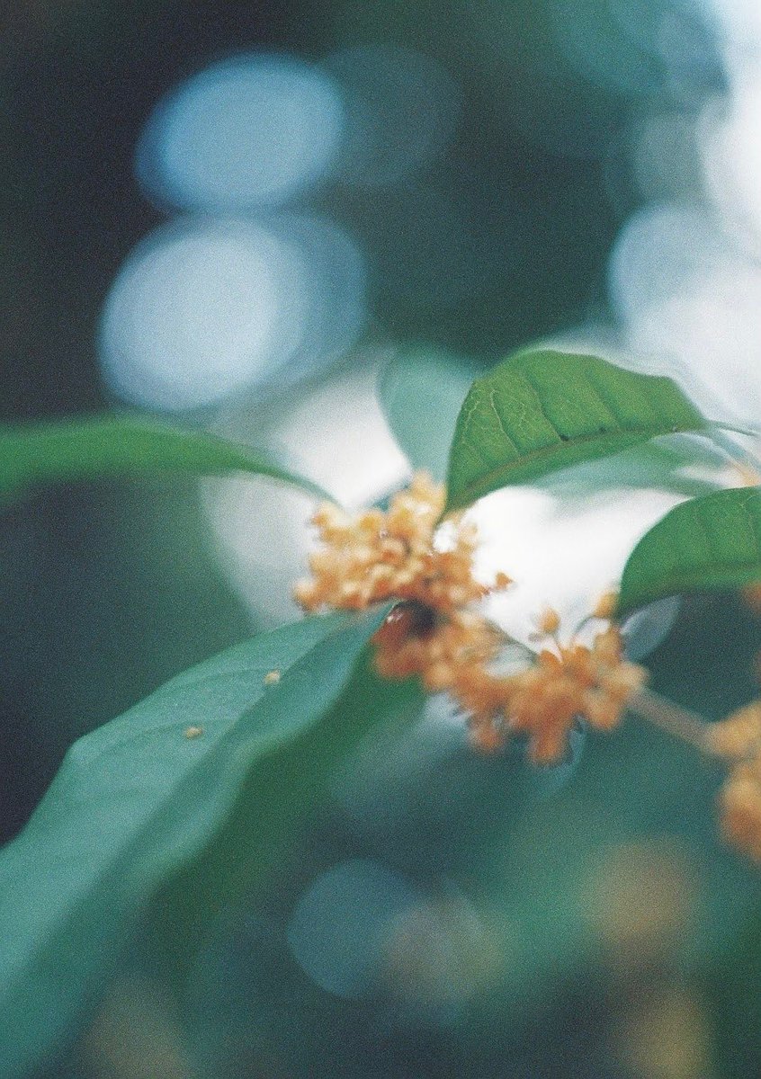 _______megane's tweet image. OLYMPUS PEN FTをお迎えして
ちょうど一年が経ちました。

このカメラは視覚で見えるものより
その場の空気感を写してくれるので大好きです。
これからもたくさん写真撮らせてね😊
ﾟ

めがね(  ⚯̱̈᷄  )
#film 
#ファインダー越しの私の世界