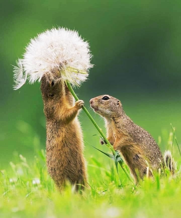 Sachinsethi_'s tweet photo. The healthiest response to life is joy.”
Animals are friends to each other like humans are. Each &amp; every soul enjoys nature. Be Kind to Everyone:)
#Save #Nature #Environment #Biodiversity https://t.co/D8lZHxXdql
