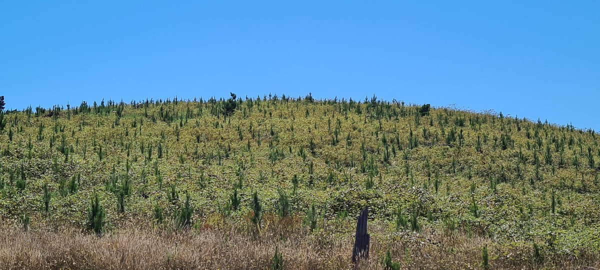 kyliedurant's tweet image. How can these blackberries not be impacting the pine growth, let alone the seed that's about to be exported off this site - I'm so sick of weeds 😡 #slopes2summit #uppermurray #blackberry #forestry