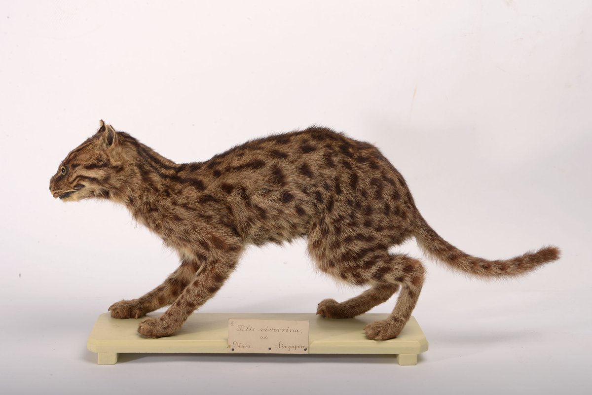 [New paper] A fishing cat specimen from 1819 Singapore was found in @Naturalis_Sci (🇳🇱). But this cat is not known to inhabit 🇸🇬 and most specimens from then were lost. So my co-authors went into 🕵️‍♀️ mode to uncover the origin of this enigmatic specimen. doi.org/10.3897/zse.98…