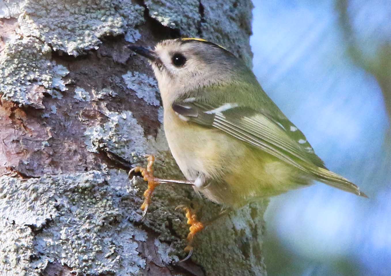 片柳弘史 宇部市 ときわ公園で出会ったキクイタダキ 日本で最も小さな鳥で 体重はわずか5グラムしかありません 頭の黄色い部分が王冠にも見えることから ヨーロッパでは 鳥の王 と呼ばれるそうです ө T Co Um1plr7gwn Twitter