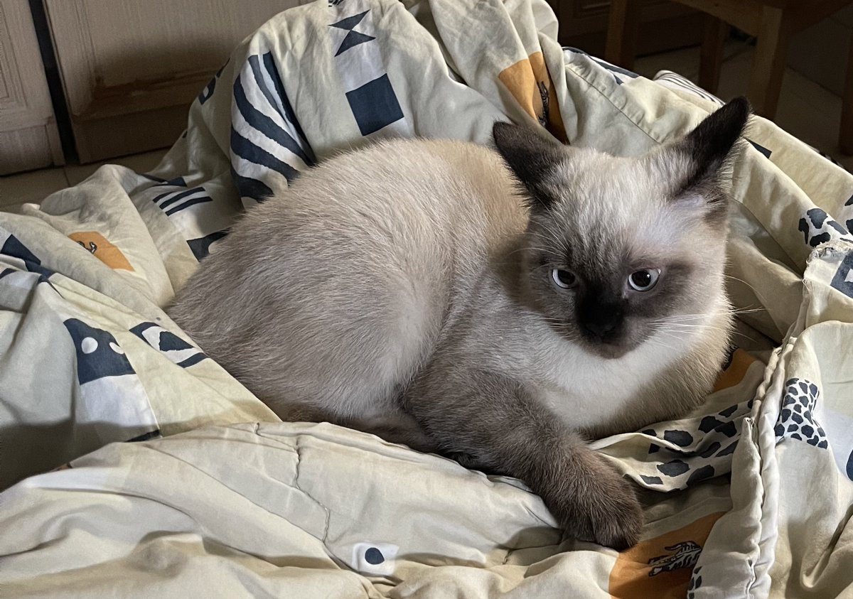 jf_foon's tweet image. หูบินเก่งงง