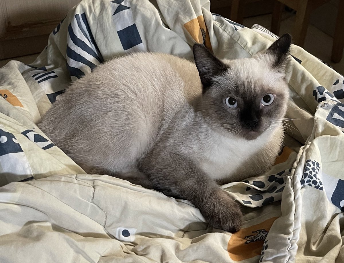 jf_foon's tweet image. หูบินเก่งงง