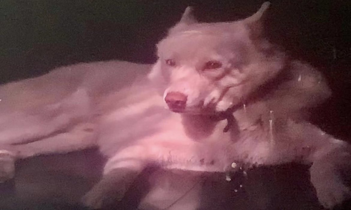 sameenhakhan's tweet image. For the benefit of Todd’s Welfare Society | Todd’s will receive 💯 % of all profits | I’ll be taking orders for my late dog Ziggy’s favorite healthy birthday cake from Jan 22-29, and deliveries will be made Jan 29-31 Insta is the best place to order instagram.com/sameenhakhan/p…