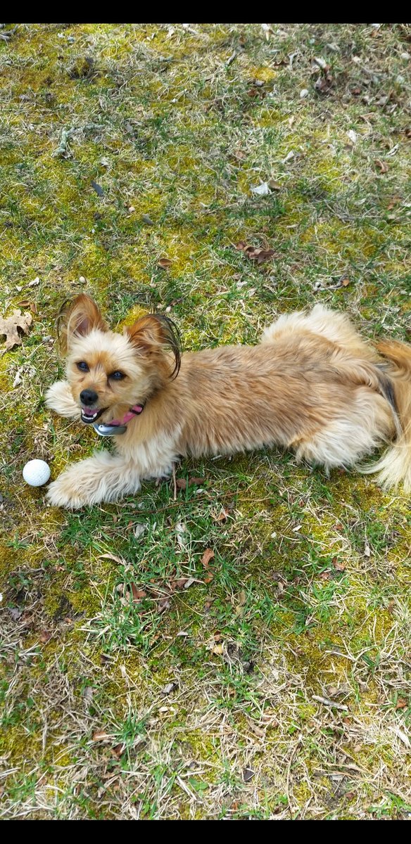 MaggieHeroDog tweet media