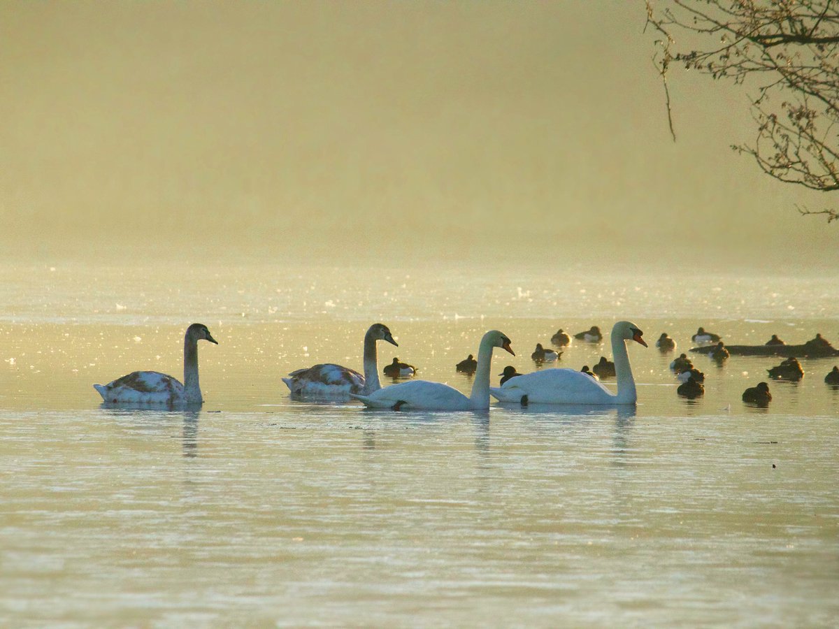 amysnatureblog's tweet photo. A family of sun kissed mute swans on a winter lake 🧡

- Cygnus olor

#TwitterNatureCommunity #birding #birdwatching #photography #rspb #winterwatchlist #winterwatch @Natures_Voice @BBCSpringwatch @CanonUKandIE @FriendsofPL https://t.co/VJotjm6cy4