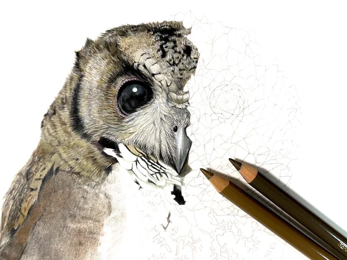 🦉 #金の日 
