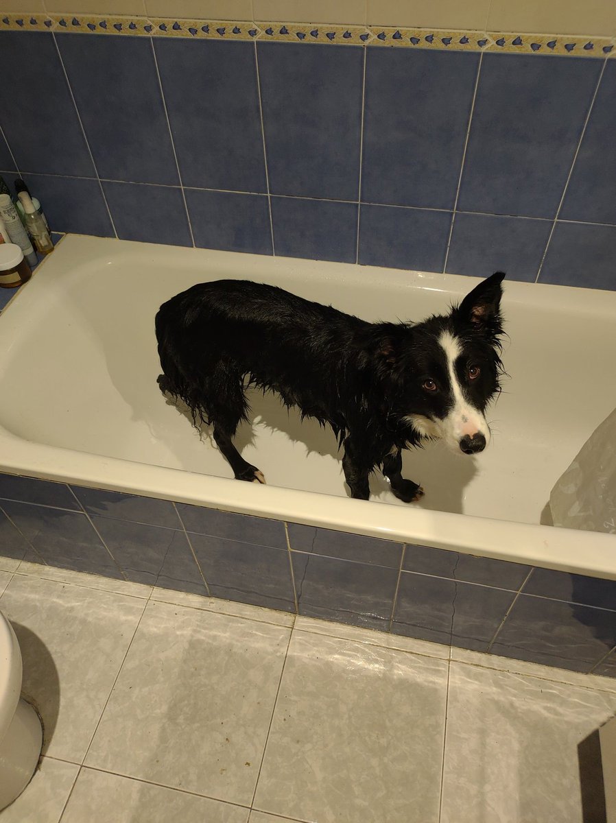 MRivex5's tweet photo. Primera ducha desde que llegó a casa la bebé, 5 minutos llevamos así, esperando a que se sacuda https://t.co/c8kue1oe75