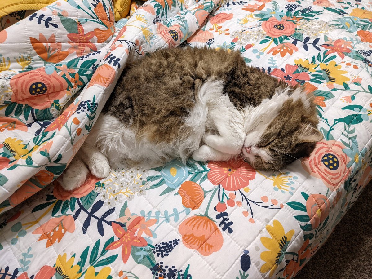 lopsidedly's tweet photo. this cat has never done anything wrong in her life https://t.co/m7mcmQ34Uc
