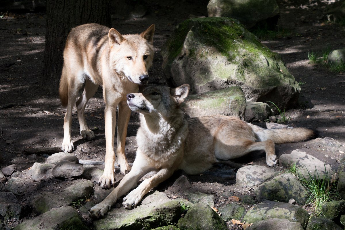 welovewolves's tweet photo. Wolf pups are born in April or May. #WolfFact #WolvesFacts #LoveWolves https://t.co/dyWTvmlccy