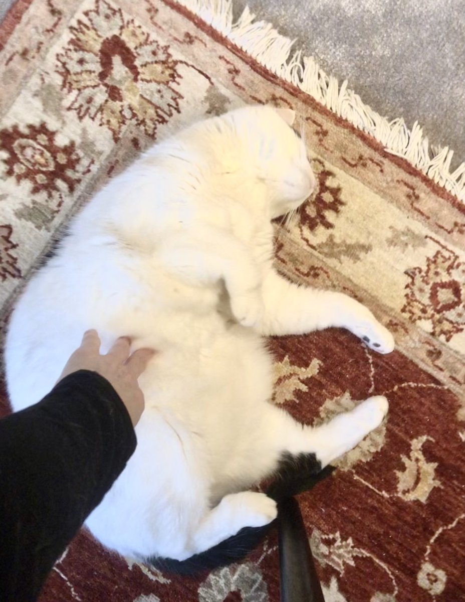 juliebirdfraser's tweet photo. Dont work!!! Pat ME!!! #cats #catlady #workplacedistraction #covid19 #chonk https://t.co/bHkmCtpliT