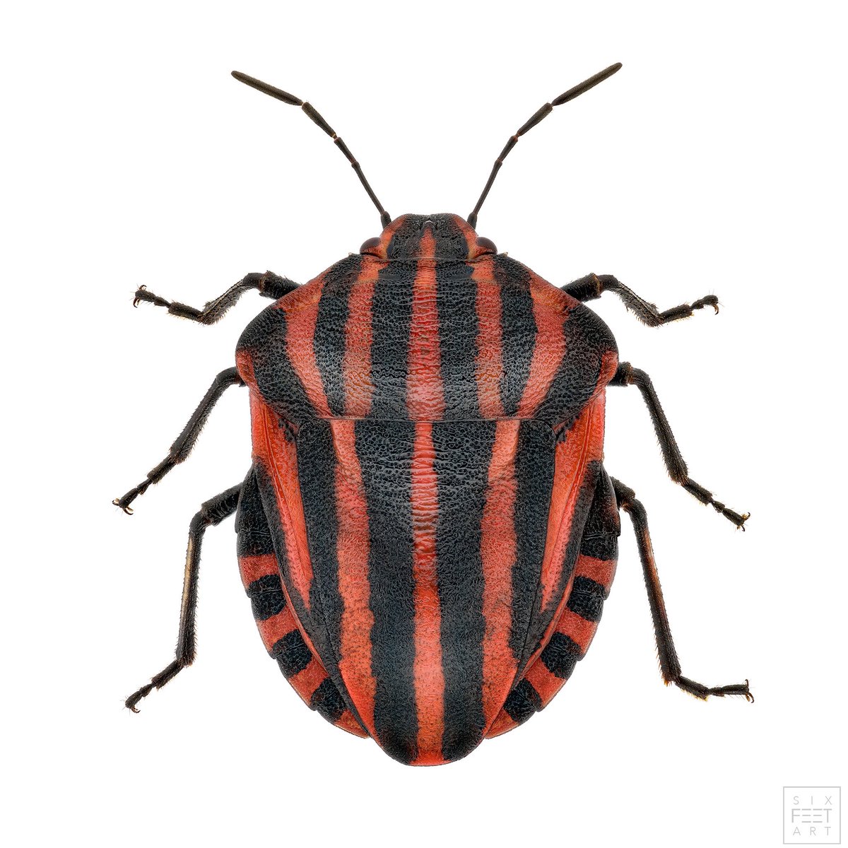 sagaOptics's tweet photo. Shield bug, Graphosoma italicum. So far I have only shown you this great bug in collages. Time for a solo performance.
#biodiversity #bug #wanze #insects #insekten #entomology #entomologie #biodiversität #streifenwanze #graphosomalineatum #graphosoma https://t.co/EWJ1ziE2Mf