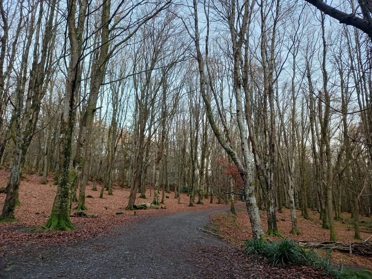 The Wild Massy 🌳 tweet media