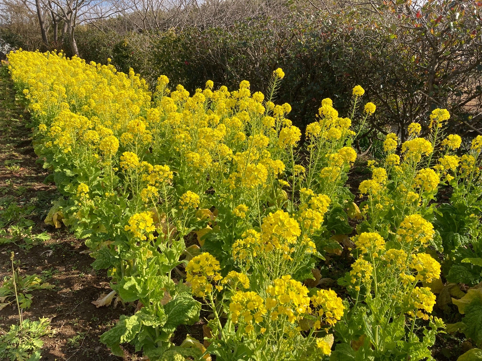 Akiko 南房総は 菜の花が満開です 菜の花 花 千葉 南房総 T Co Hsbkv8xbzd Twitter