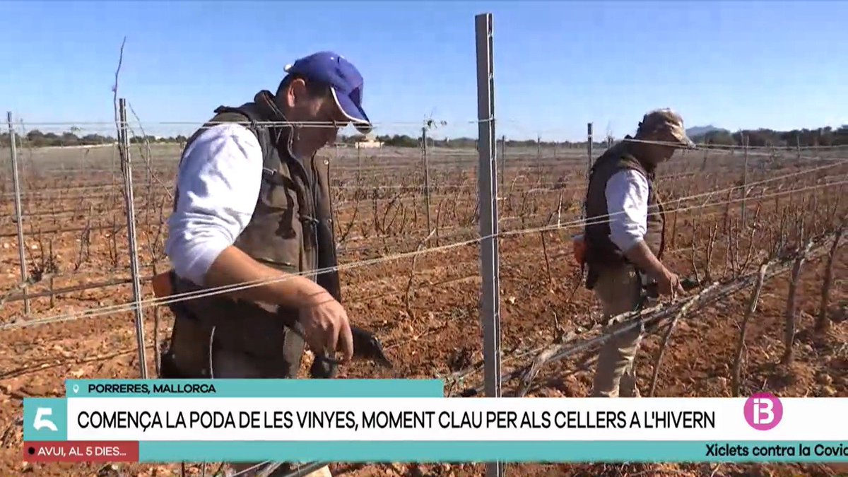 ***TEMPS DE PODA A LES VINYES***