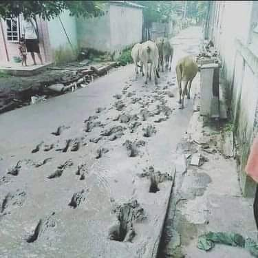Leonita_Lestari's tweet photo. Jejaknya terlihat  sangat jelas masih berkilah bukan kelompoknya

Dasar sapi! https://t.co/y4yk2TLNTm