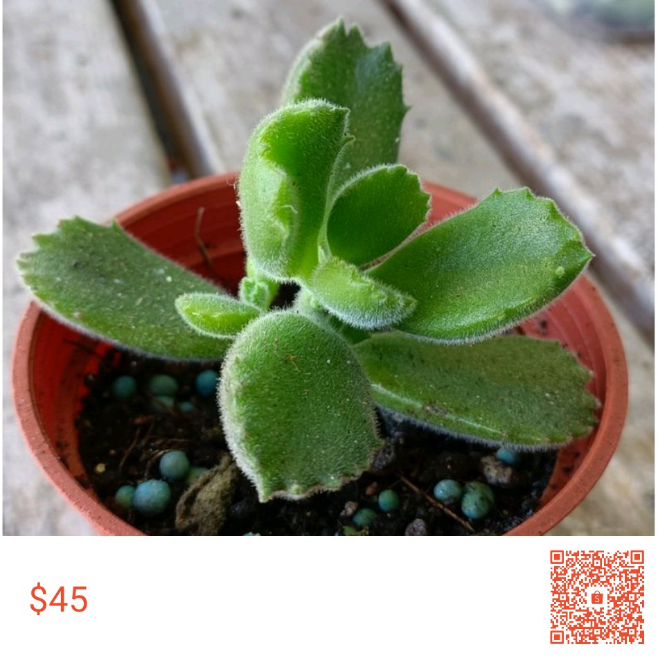 喵喵小秋on Twitter 我有個商品要賣 自家愛心種植 熊童子 多肉植物3吋45元 售價 45 快到我的店鋪看看吧 Gt T Co Koylsoxjpq 蝦皮購物