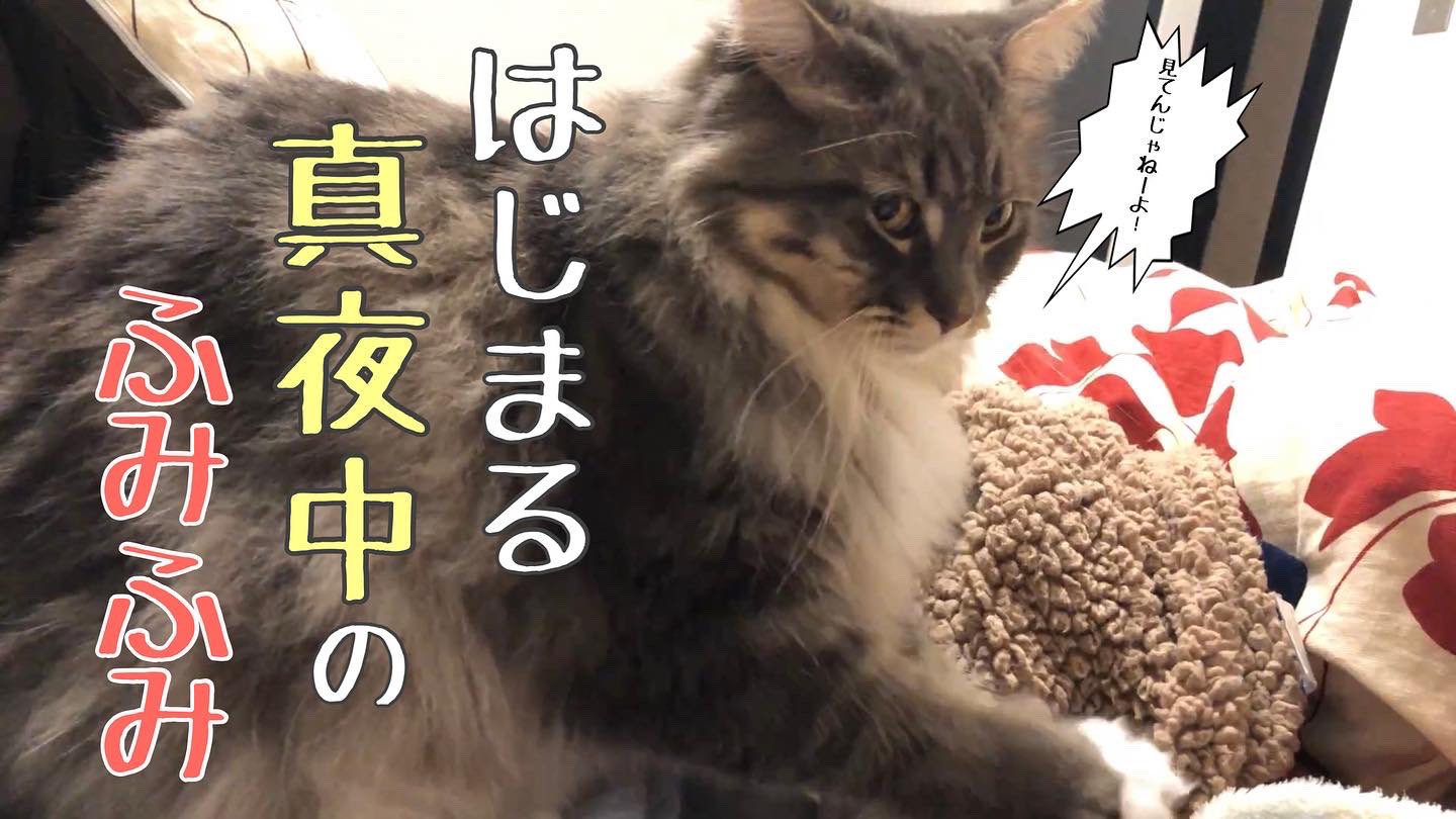 のんある アルくんのふみふみ動画をyoutubeにアップしました 本編はプロフィールのurlからご覧ください のんある めいんくーん メインクーン ねこ ねこすたぐらむ ねこのいる生活 ペット 猫 猫のいる暮らし Cat Catsofinstagram Youtube