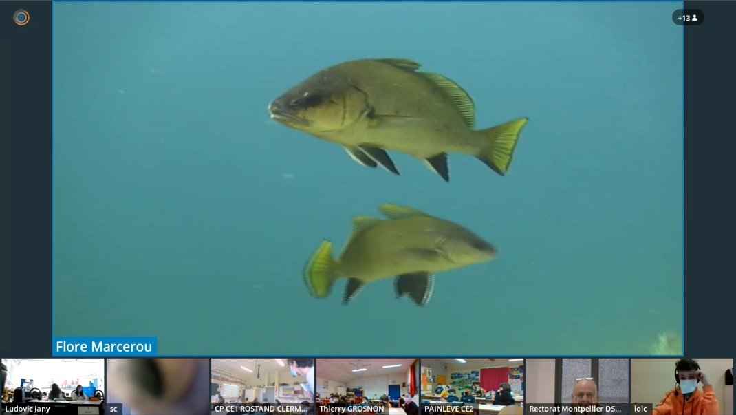 visiacad's tweet photo. Une quinzaine de classes et élèves empêchés, participent actuellement à l'atelier du Biodiversarium de Banyuls-sur-Mer, proposé par le pôle de visioconférence de @DANEMontpellier https://t.co/uPihgBprJy