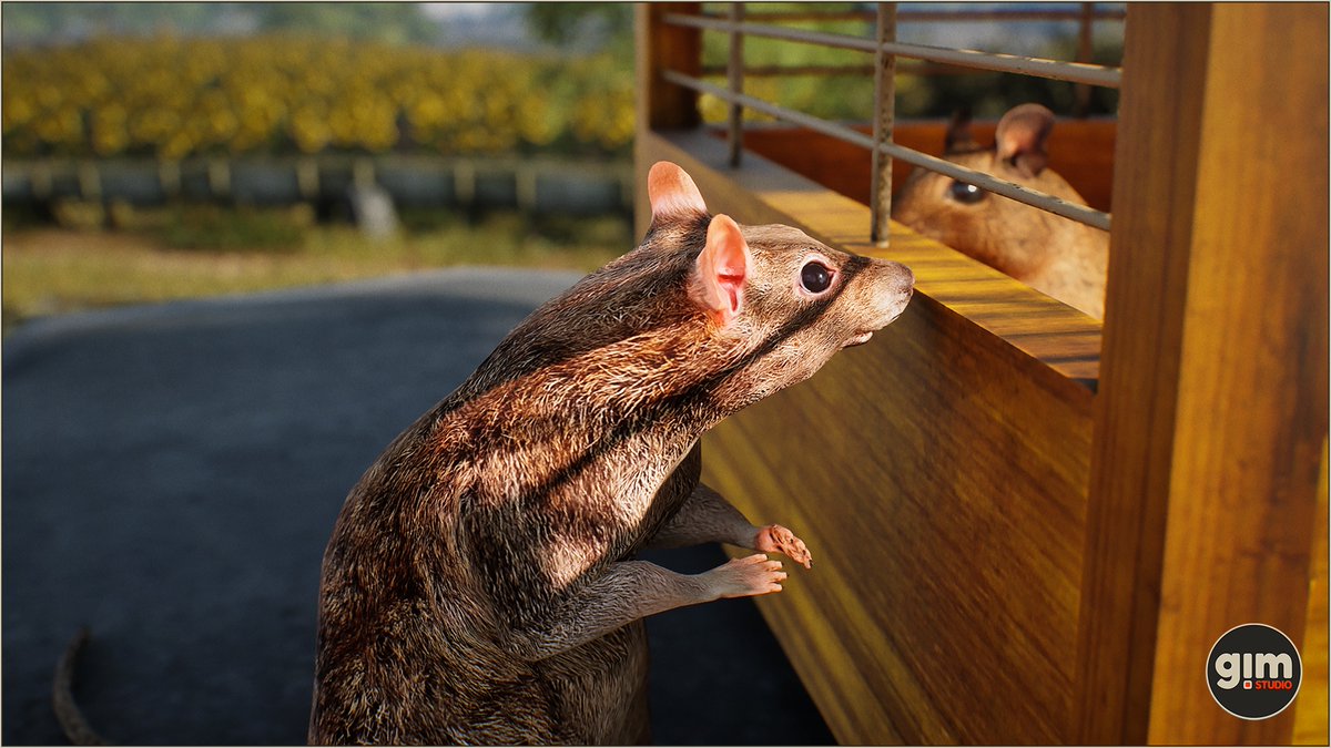 GiManimations's tweet photo. #degu #rat #animalia #gameart #UnrealEngine #unity3d https://t.co/BggO2TtqG1