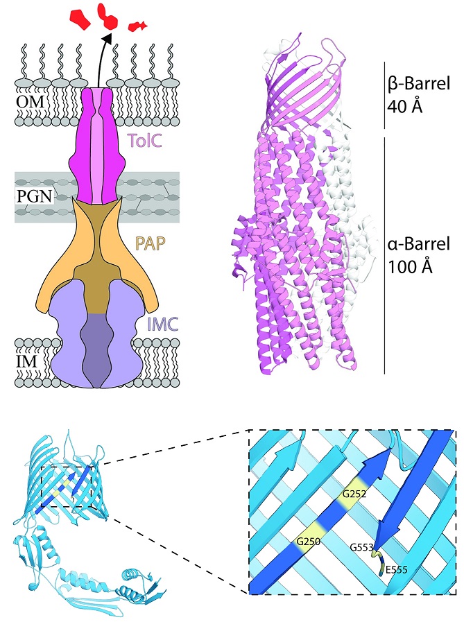 Crosslinking study reveals how chaperone TAM helps Gram-neg #bacteria insert #DrugEffluxPump subunit TolC into their outer membrane (TolC is found in all LPS-containing bugs) <a href="/ChrisTheMicrobe/">Christopher Stubenrauch</a> <a href="/TrevorLithgow/">trevor-lithgow.bsky.social</a> <a href="/JiaweiNohup/">Jiawei Wang 🏴󠁧󠁢󠁥󠁮󠁧󠁿</a> <a href="/LithgowLab/">LithgowLab</a> #PLOSBiology plos.io/3Inyx50