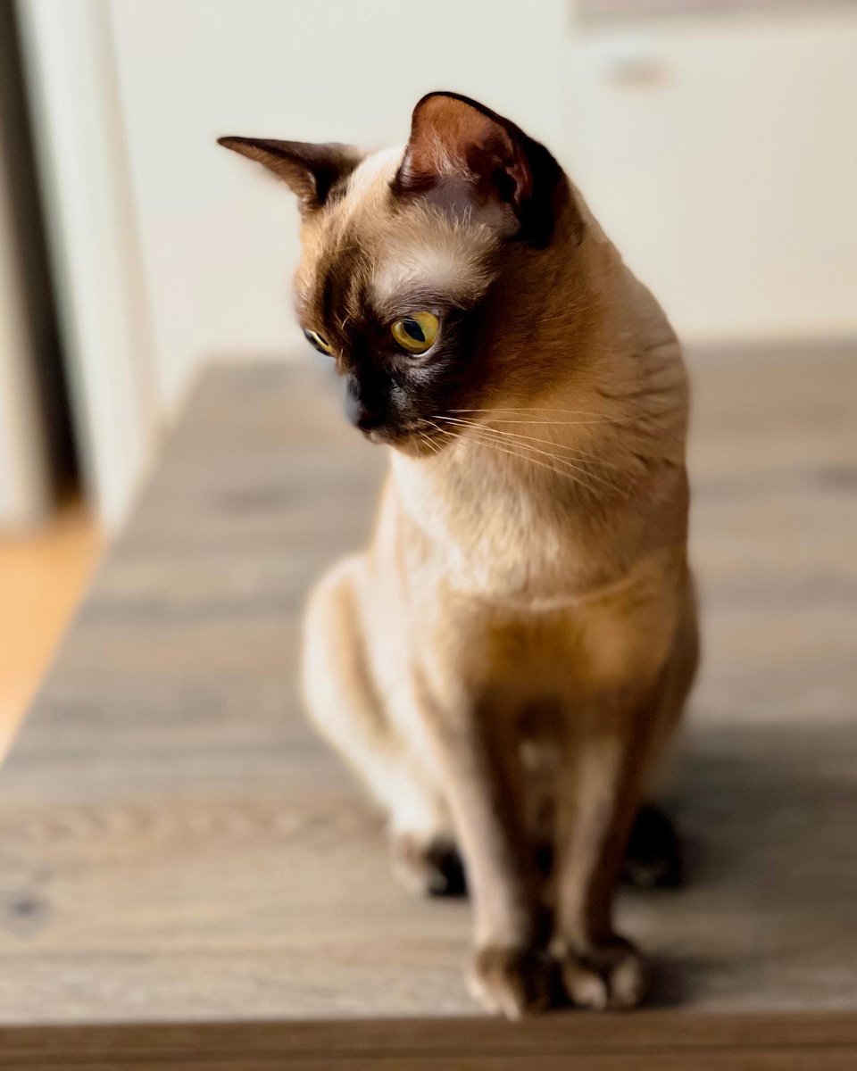 Pn30aLij's tweet photo. Perfect ꨄ 
#Gucci #burma #CatsOfTwitter https://t.co/rkSwZjJPE3