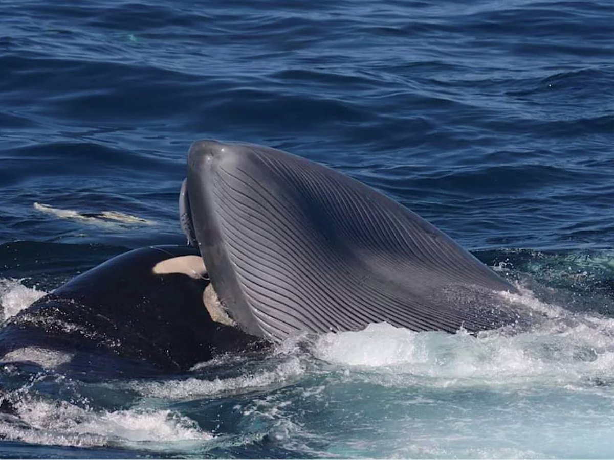 Dr. Bec Wellard tweet media