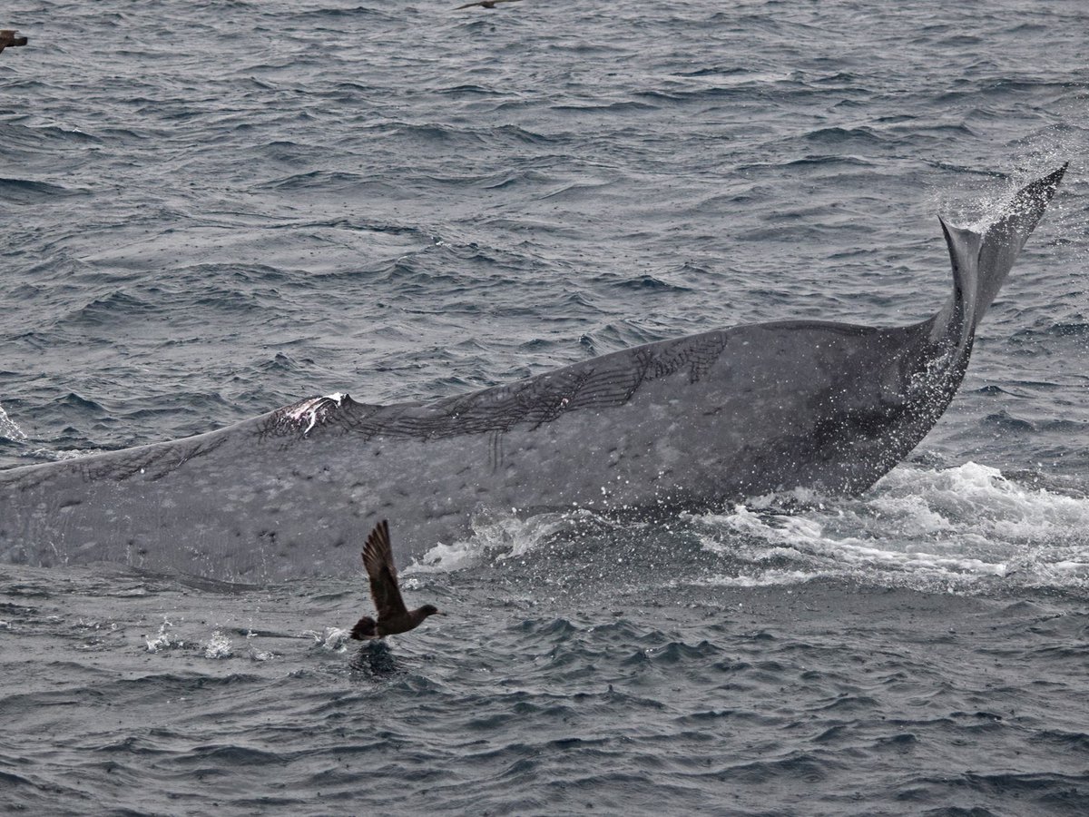 Dr. Bec Wellard tweet media