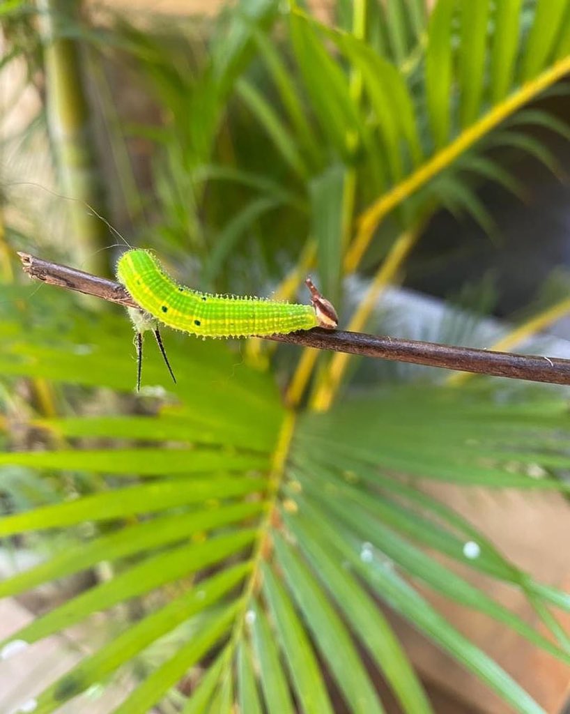 Acceptance has to begin with self first. When there is acceptance within, everything else will automatically accept you!!
.
.
.
.
.
#selflove #selfcare #acceptyourself #acceptanceandcommitmenttherapy #selfrespect #loveyourself #nature #caterpillar #greencaterpillar #hornworm
