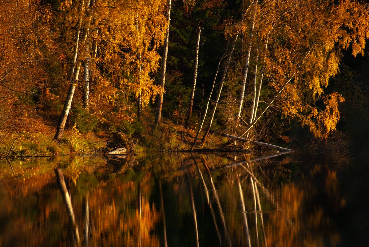 creowork's tweet photo. Золотая осень. Сергиев Посад. Лесное озеро.
#photography #nature #autumn https://t.co/TTEoUSGGfq
