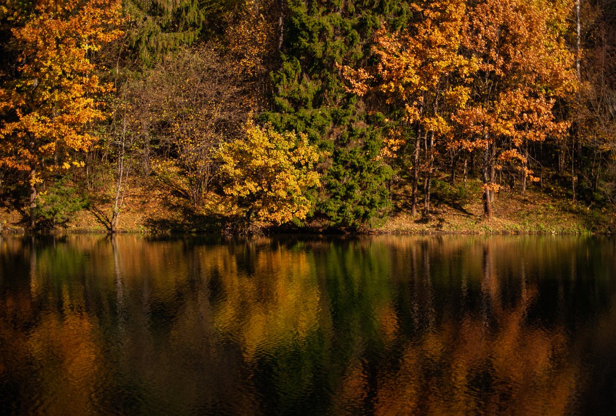 creowork's tweet photo. Золотая осень. Сергиев Посад. Лесное озеро.
#photography #nature #autumn https://t.co/qYtx8vtMhm