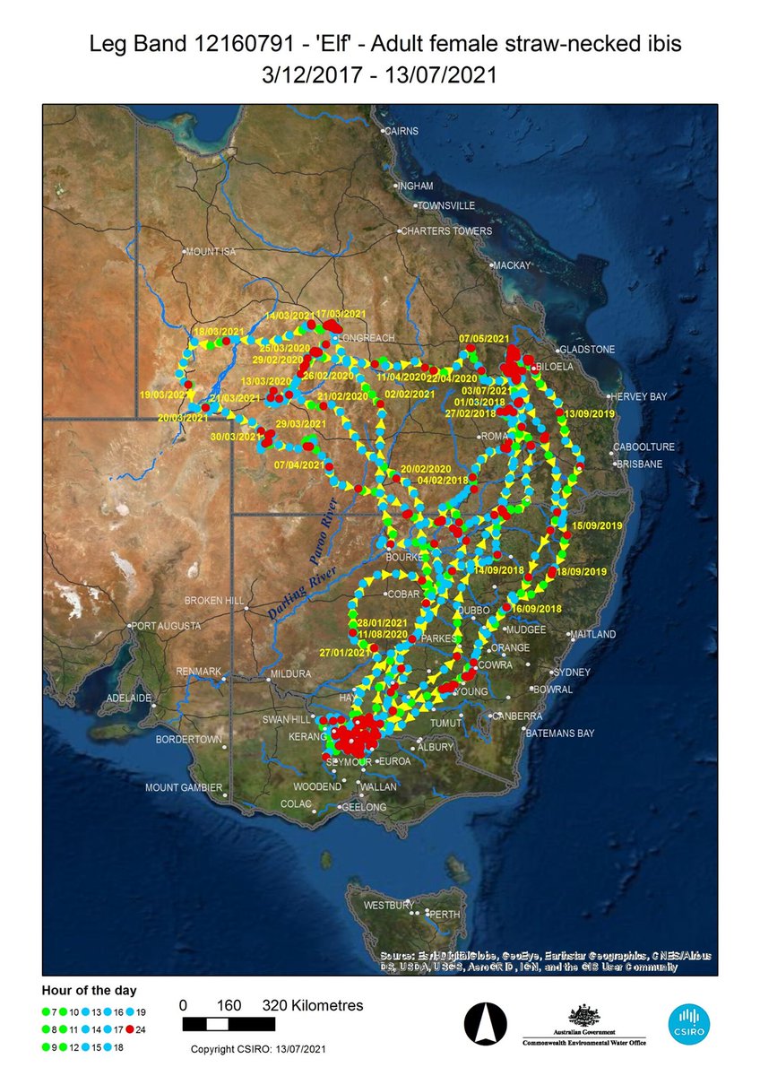 Since 2017, ibis and spoonbill species in the Basin have been sporting lightweight GPS mini-backpacks to help us understand more about these special birds. So, what have they taught us? 📡

Find out more from @HMMcGinness and the CEWOs Michele Groat. ⬇️

bit.ly/3tPV06I