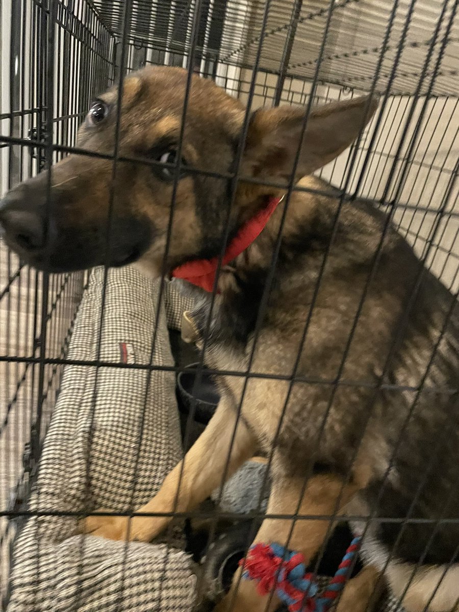 MDR_Ruiz's tweet photo. She got a new collar 🥺🥰 https://t.co/Ta2QRO48HZ