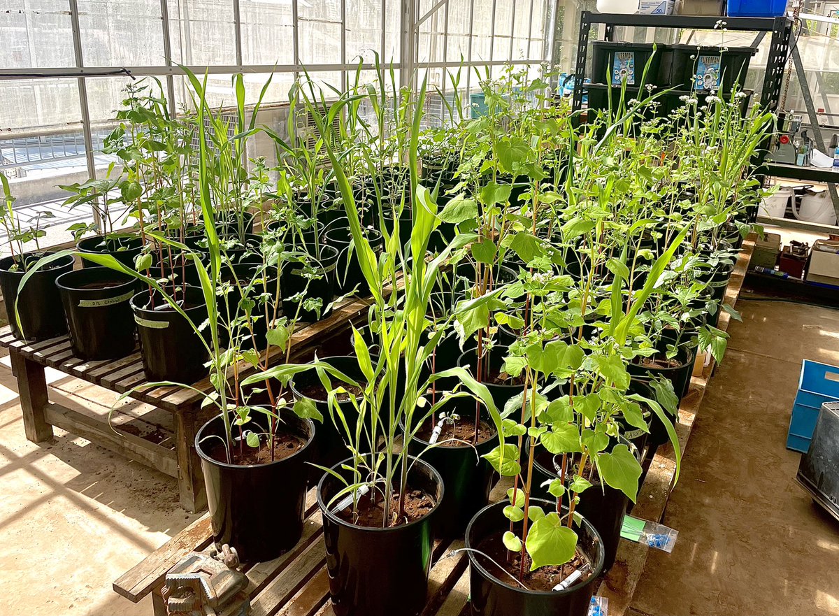 Kaidy_morgan's tweet photo. How important is plant #diversity in your #covercrop regime?
Stay tuned to @CSIRO this Thursday for the #studentsymposium to learn more about my project investigating the relationship between cover crop traits and #soilfunction❗️🪴
@inverted_soil @HazelScienceNut https://t.co/6CfH2XNEyU