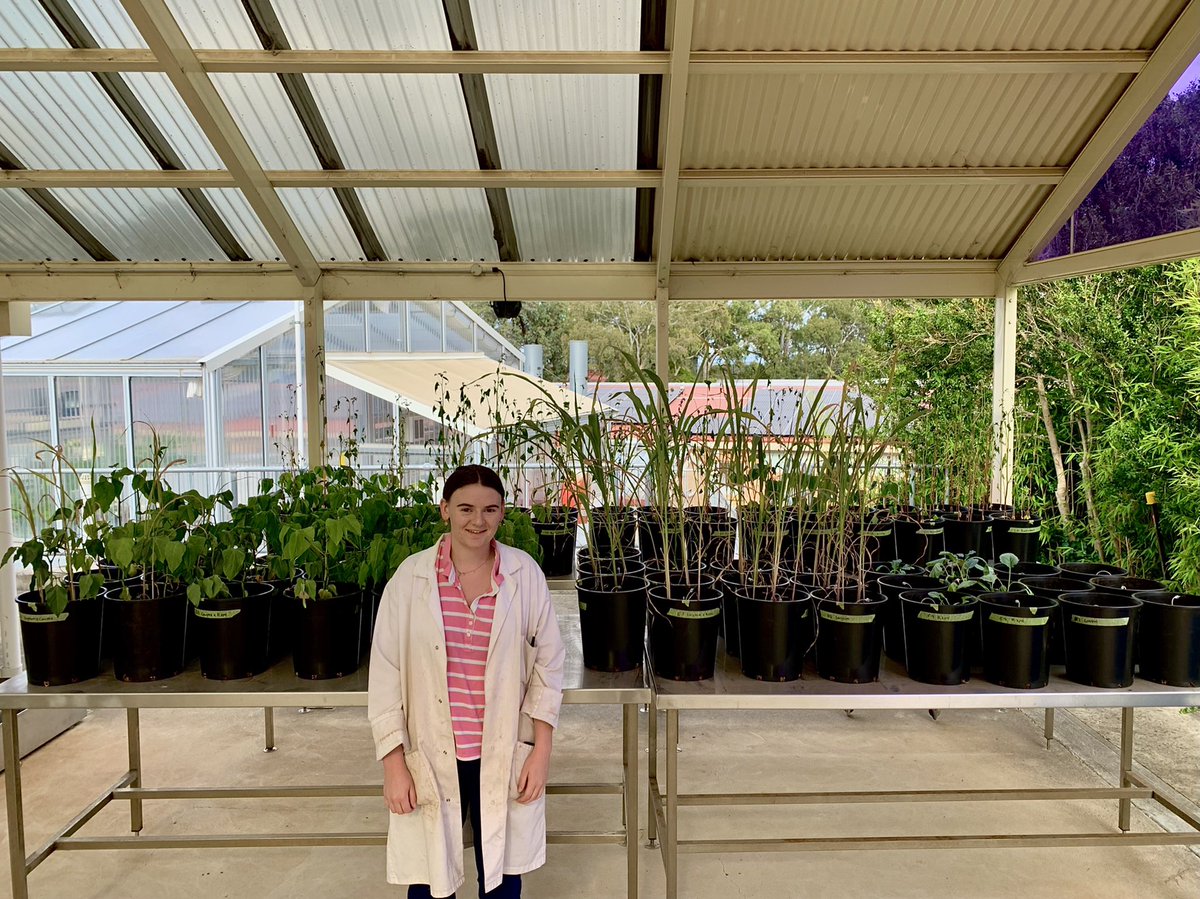 Kaidy_morgan's tweet photo. How important is plant #diversity in your #covercrop regime?
Stay tuned to @CSIRO this Thursday for the #studentsymposium to learn more about my project investigating the relationship between cover crop traits and #soilfunction❗️🪴
@inverted_soil @HazelScienceNut https://t.co/6CfH2XNEyU