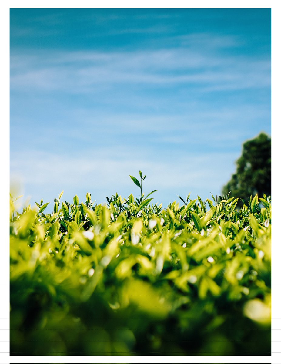 Gm ☀️
Woke up to some good news today!

"BLISSFUL MORNING" has finally found a home. Thank you so much <a href="/SimenRingen/">simen</a> for believing in my work and going ahead to add this piece to your collection. It means the world to me and I'm happy to share this moment with you 🙏🏿