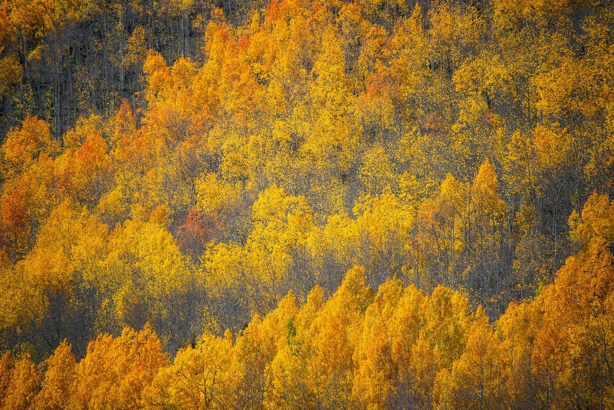 cmstateofphoto's tweet photo. Fall colors and abstracts bring good vibes 😎 https://t.co/vILClWkLV8
