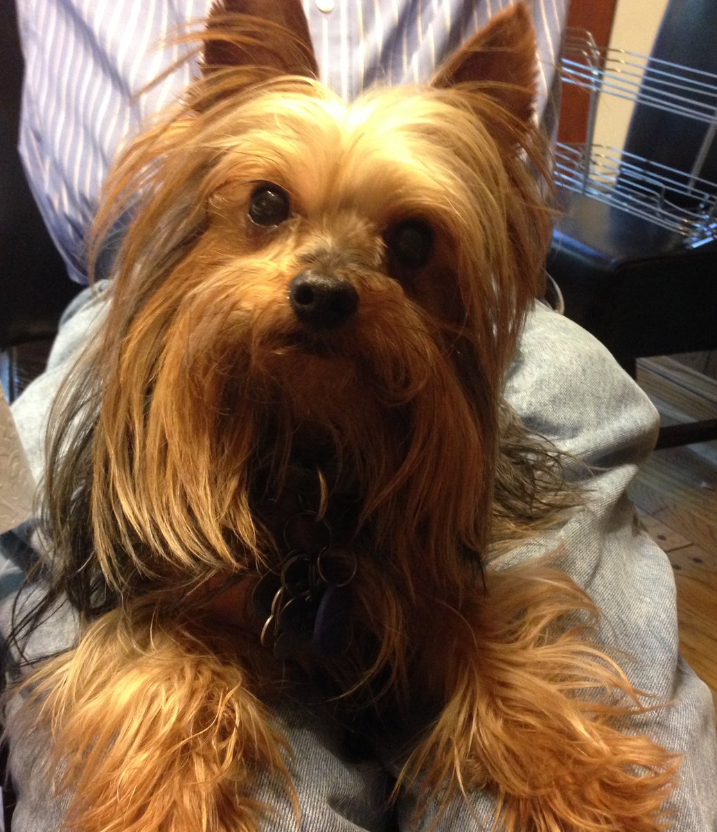 smr1218's tweet image. With a heavy heart, my fam bade goodbye to our 15-yr old Oliver. No more pain. Only peace &amp;amp; comfort. I never knew how deep love is until that moment of separation. Heartbroken that this is the end of a journey. Hopeful that this is the beginning of healing.💔😢#dogheaven #myBFF