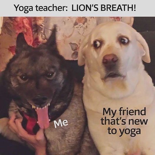 centralwellnes's tweet photo. ***Monday Morning Smile***

#lincolnyoga #yogalincolnuk #yogainlincoln #yoga #yogapractice #yogaclass #yogastudio #yogathome #zoomyoga #yogauk #inspiration https://t.co/qNyoC1JL7j