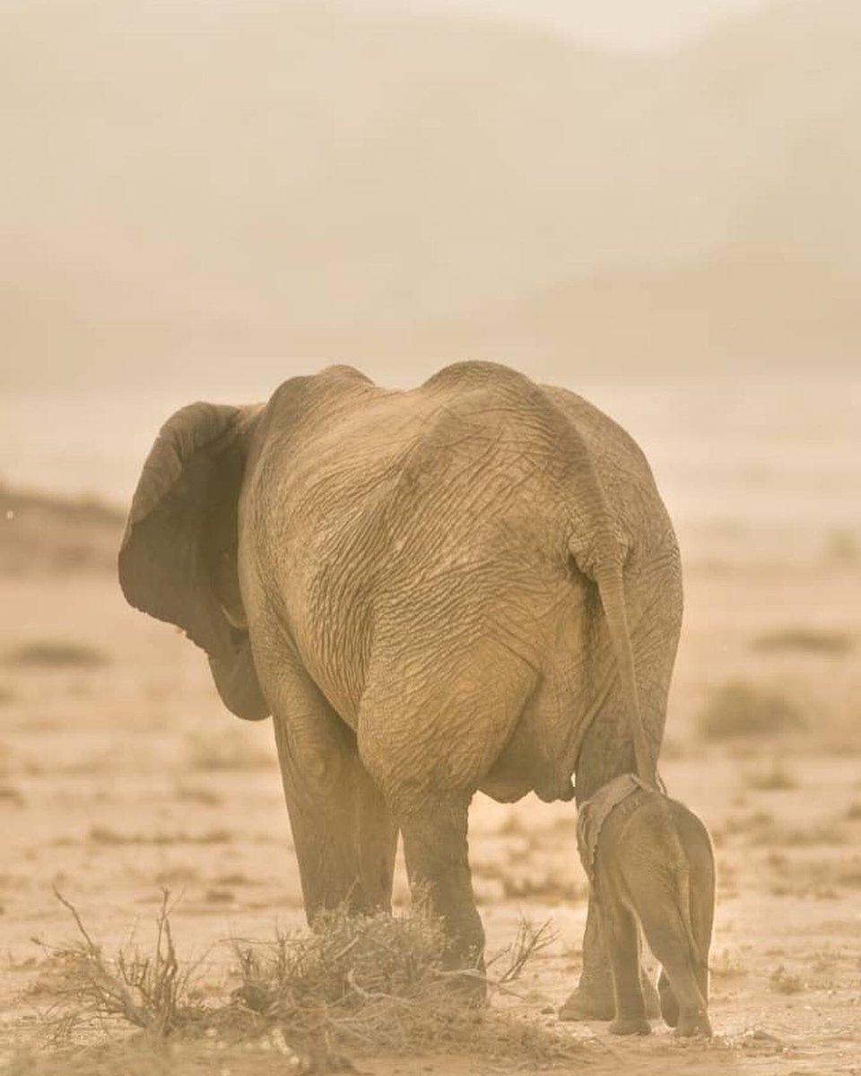 Elephant-Human Relations Aid tweet media