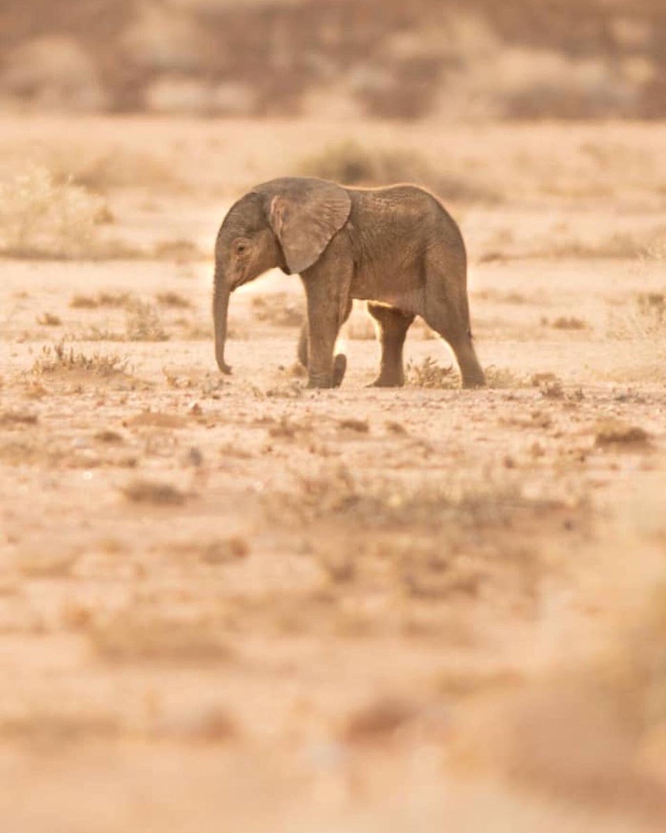 Elephant-Human Relations Aid tweet media