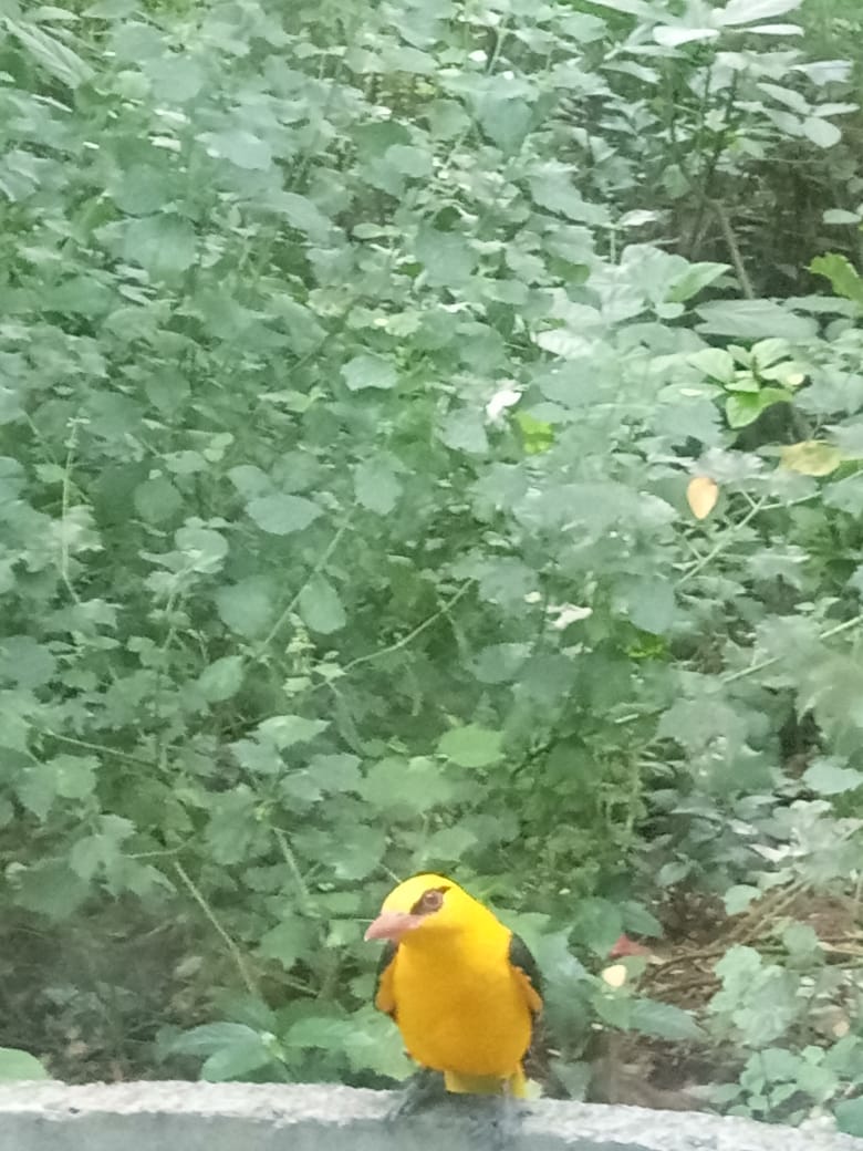 Hi