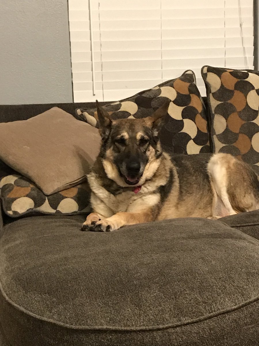 DFWRoxie's tweet image. It is with great sadness that I post this. Roxie left us in peace on Saturday. She was an such amazing, sweet, loving, and beautiful friend. She was a fighter and a survivor and she is at peace now. I miss her dearly, my best friend. Thank you to everyone who supported her!