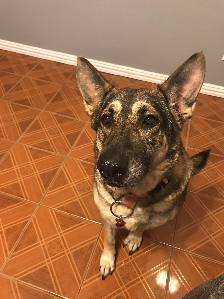 DFWRoxie's tweet image. It is with great sadness that I post this. Roxie left us in peace on Saturday. She was an such amazing, sweet, loving, and beautiful friend. She was a fighter and a survivor and she is at peace now. I miss her dearly, my best friend. Thank you to everyone who supported her!