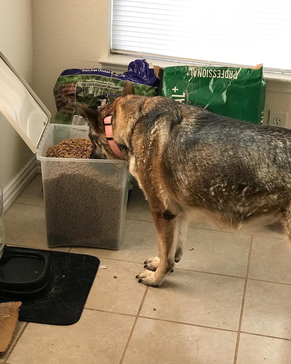 DFWRoxie's tweet image. It is with great sadness that I post this. Roxie left us in peace on Saturday. She was an such amazing, sweet, loving, and beautiful friend. She was a fighter and a survivor and she is at peace now. I miss her dearly, my best friend. Thank you to everyone who supported her!