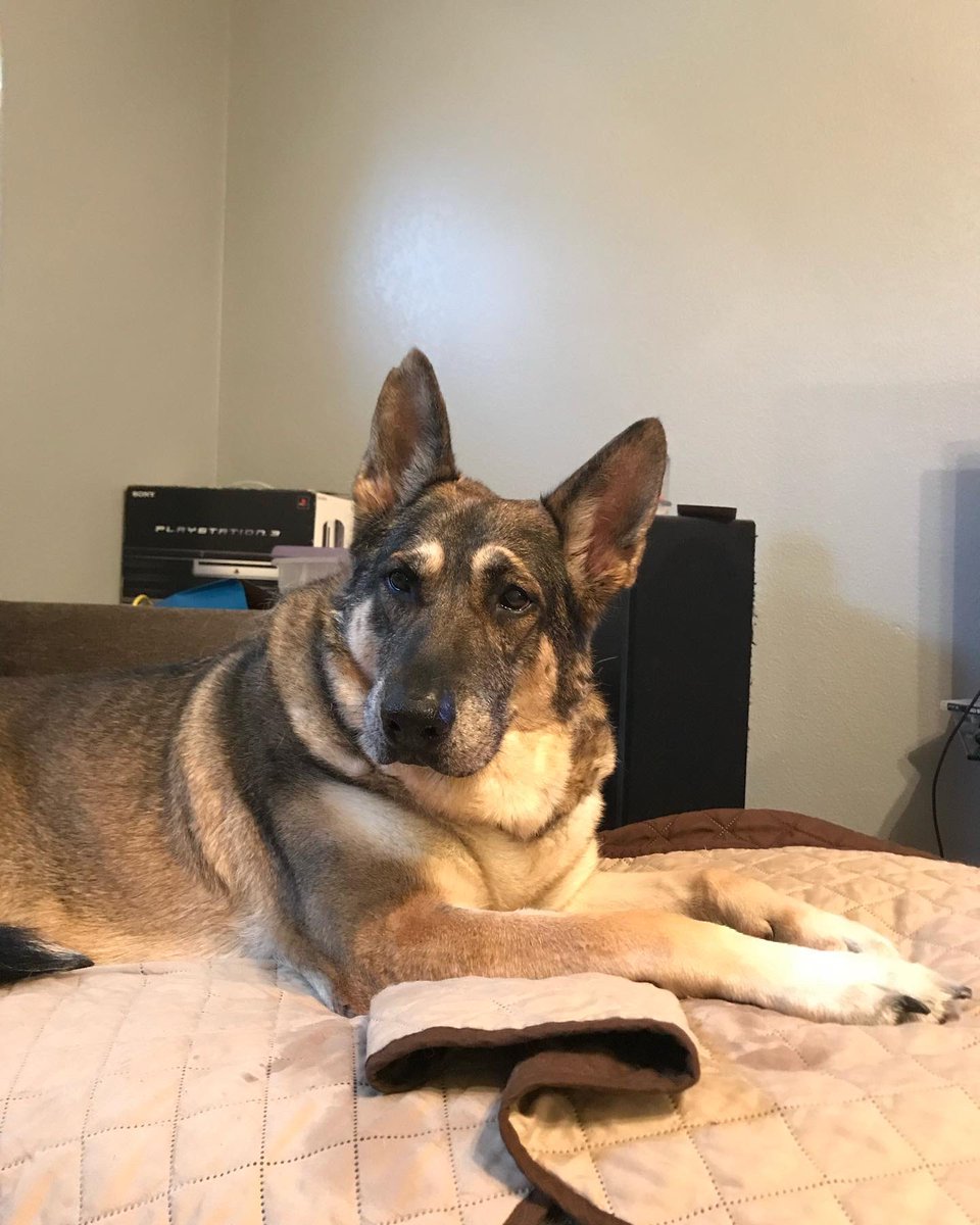 DFWRoxie's tweet image. It is with great sadness that I post this. Roxie left us in peace on Saturday. She was an such amazing, sweet, loving, and beautiful friend. She was a fighter and a survivor and she is at peace now. I miss her dearly, my best friend. Thank you to everyone who supported her!