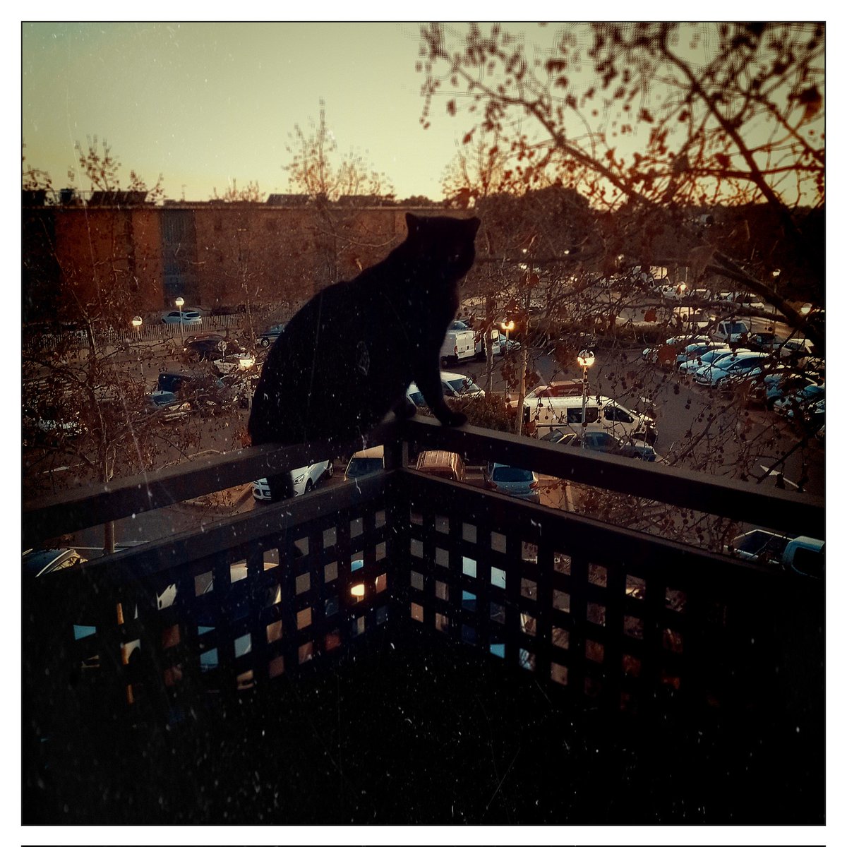 somestinkydude's tweet photo. The #sunsetlover Cat of ours. #CatsOfTwitter #kultcamera app used. https://t.co/tSqTTCjcin