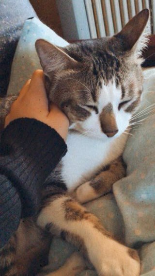 ¿Sabes que los gatos que viven en nuestros hogares no saben ni pueden “buscarse la vida” si les abandonas en la calle? ¿Sabes que sufren mucho si lo haces? Los que viven en la calle… tampoco. #FelizLunes #respeto #empatia #CER