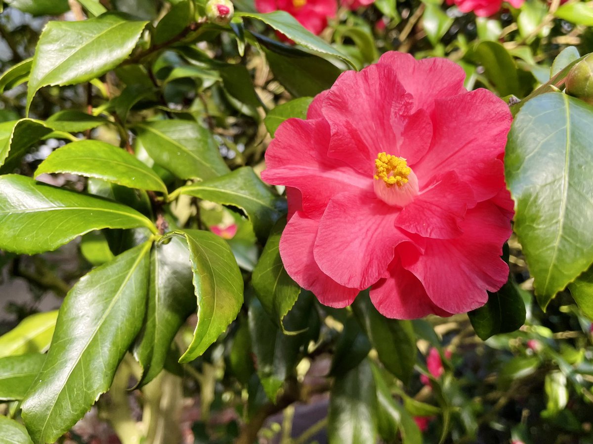 Spent some wonderful time today enjoying the camellia trees at @PlantingFields. Such a wonderful place in the winter; it holds such a personal significance to us as well. #nature #naturephotography #naturelovers #naturelover #plantingfieldsarboretum #newyork #longisland