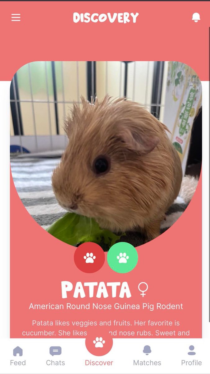 Petspaceph's tweet image. Meet patata
 sign up 👇🏼👇🏼👇🏼
Petspaceph.com

#petsoftwitter #loveanimals #socialmediaforpets #petspaceph